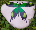 Malování na kameny - Motyl_zeleny (kameny_018.jpg)
